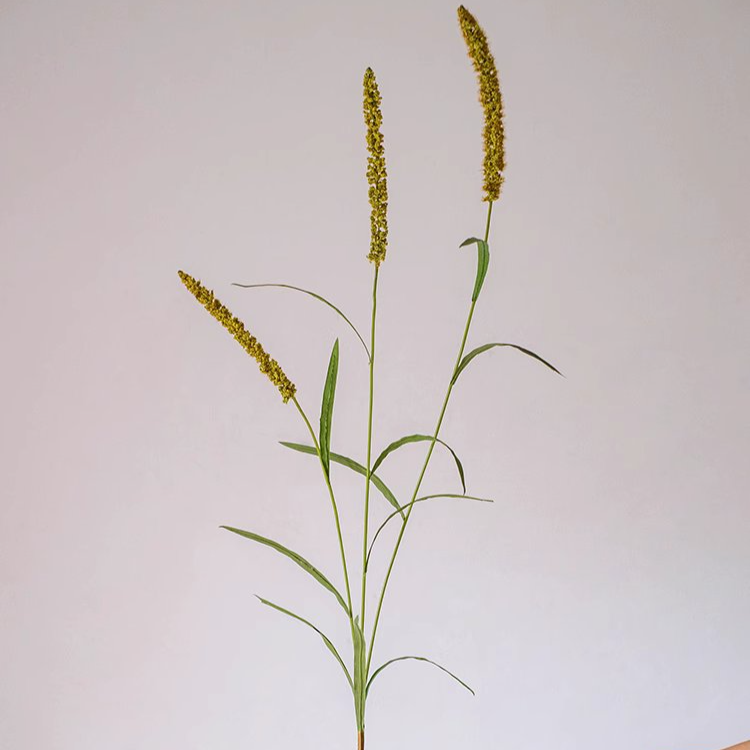 Three-Headed Dogtail Grass Stem - 39" Tall