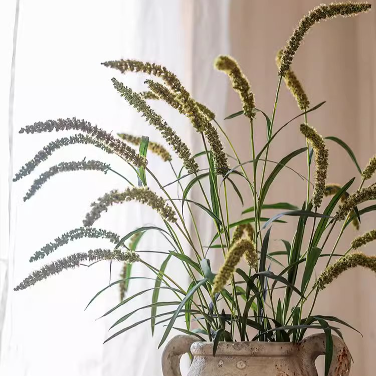 Three-Headed Dogtail Grass Stem - 39" Tall
