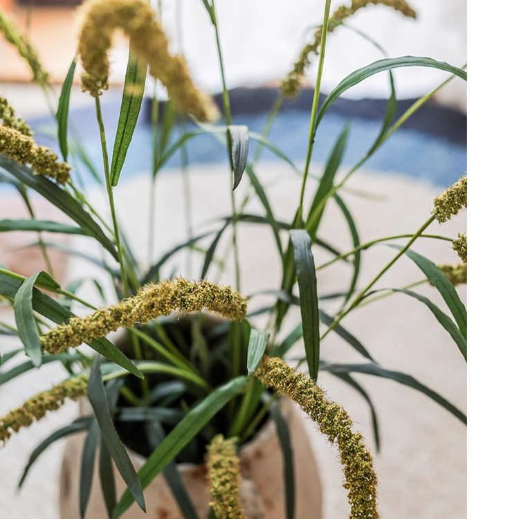 Three-Headed Dogtail Grass Stem - 39" Tall